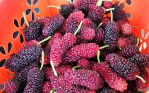 看起来脏脏的桑葚，吃起来有什么营养？降脂、养胃，对女性有好处（桑葚作用）