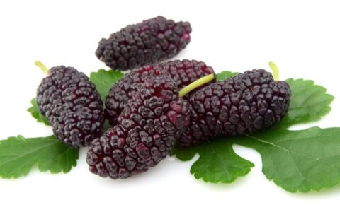 坚持用桑椹泡水，有4个好处！医生：搭配一味食材养生延年（桑葚泡水喝可以吃吗）