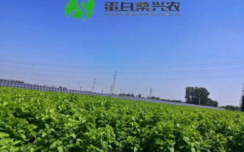 蛋白桑：桑葚子的功效与作用（蛋白桑是骗局吗）