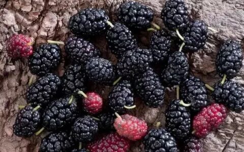 诸多功效与作用及其营养价值的“桑葚”, 您知道哪类人最适用？（桑葚功能作用）