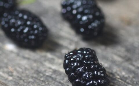 桑葚这样做，才能正确发挥其功效（桑葚怎么吃最好有效果减肥）