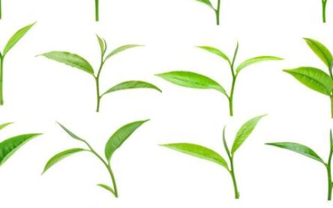 顺口溜念二十四节气表，在这里快快收藏（二十四节气表顺口溜解释）