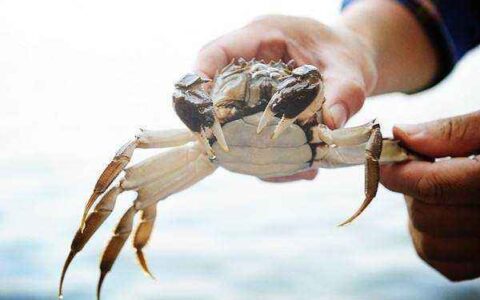 养殖大闸蟹的二十四节气歌，从此养蟹不用愁（大闸蟹时令）