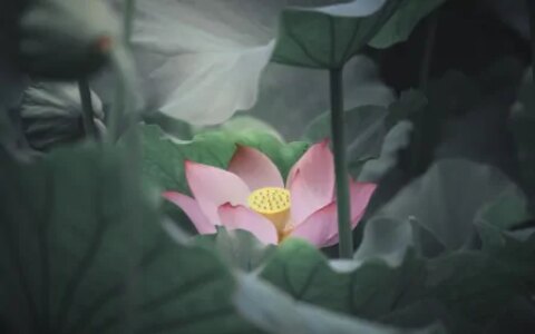 摩羯座容易动心，但走不到一起的星座-摩羯座容易动心,但走不到一起的星座