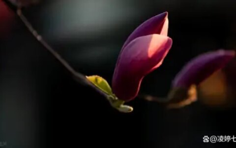 摩羯座：敢将十指夸针巧，不把双眉斗画长，高格调，俭梳妆-敢将十指夸针巧 不把双眉斗画长的意思