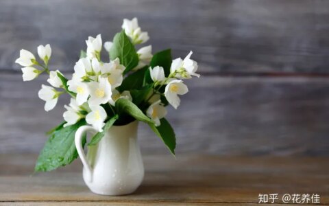 茉莉花的家庭养殖方式及注意事项（茉莉花的家庭种植）