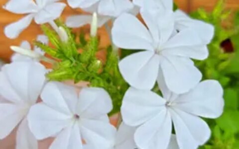 盆栽茉莉花要怎么养?（盆栽茉莉花怎样养）