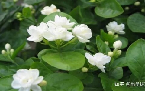 茉莉花的养殖方法和注意事项（茉莉花的栽培方法）