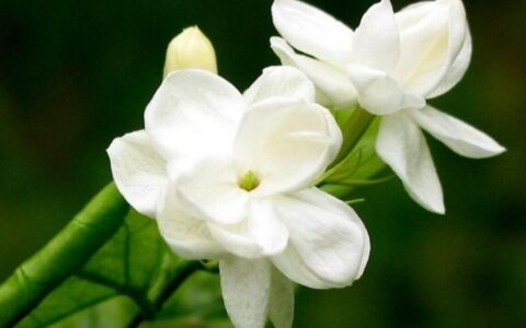 茉莉花种植技巧（茉莉花种植技术）