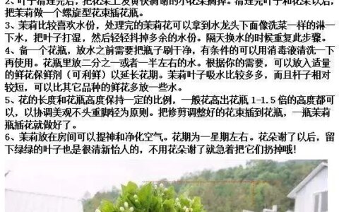 茉莉花怎么养才好？（水培茉莉花怎么养才长得好）