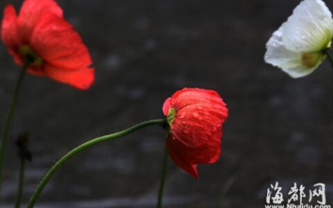 妈妈对孩子的寄语 六一儿童节爸爸妈妈给孩子的祝福语寄语大全-妈妈对孩子的儿童节寄语简短