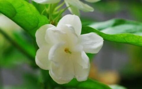 茉莉的养殖方法和注意事项（风车茉莉的养殖方法和注意事项）