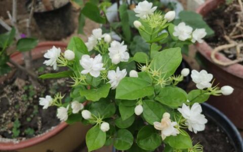 花香十足的茉莉花，怎么才能养好？有“5件事”要注意（茉莉花怎么养茉莉花）