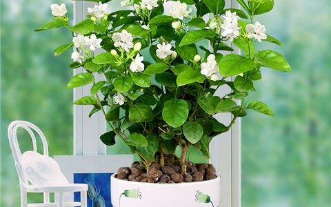 茉莉养不好？只需注意5个点，一盆开花大半年，想养不好都难（茉莉花养吗）