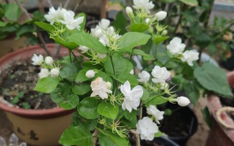 家中养茉莉花，注意“5件事”，一年到头花不断，香味十足（养茉莉花好吗?）