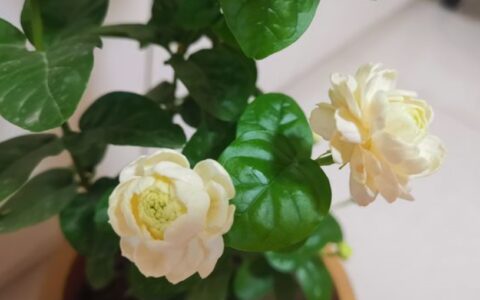 不会养茉莉花，教你做“3步”，新手都能养好它，四季开花不间断（怎么样养好茉莉花）