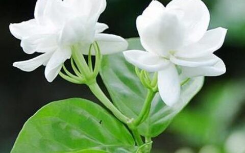 养好茉莉花，4个步骤缺一不可，花开满盆，一茬接一茬（茉莉花盆栽怎么养）