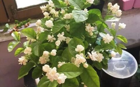 养茉莉，记住5点“疯狂”，一年开5茬，花开爆盆不是事（茉莉花养花指南）