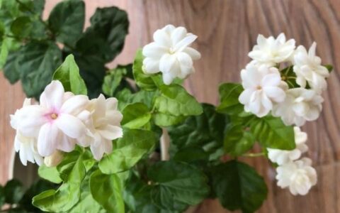 养茉莉花很简单，几点“养护”掌控好，不烂根不烂叶，年年开爆盆（养茉莉的技巧与方法）