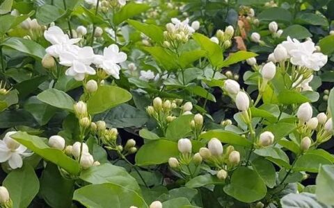 养好茉莉花6个字，大水大肥大太阳，开花多还不黄叶（茉莉花养吗）