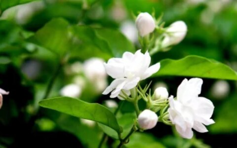 茉莉花的养殖方法和技巧有哪些？（茉莉花的养殖方法和注意事项有哪些）