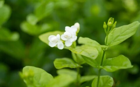 都说茉莉花难养！茉莉花的养殖方法，很容易掌握，知道后轻松养殖（茉莉花如何养殖及注意事项）