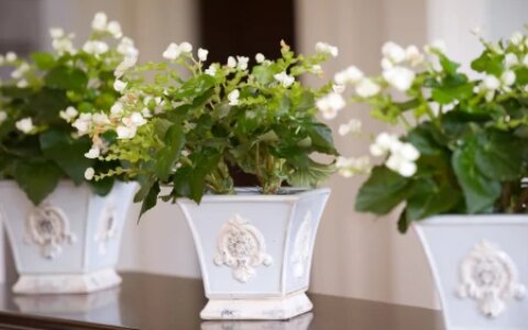 茉莉花的养殖方法（茉莉花的养殖方法和注意事项）