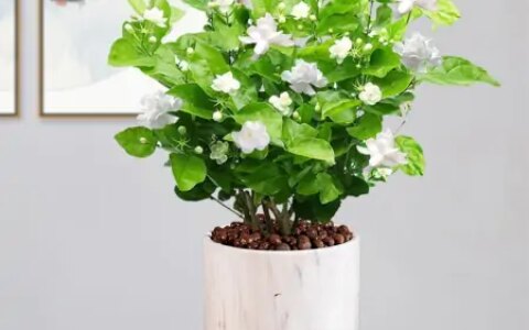 新买回家的茉莉花，到底怎么养？园艺师教你，“5大绝招”搞定它（刚买来的茉莉花怎么养）