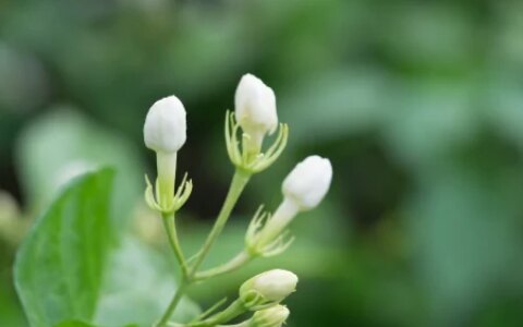 茉莉花的介绍种植方法日常管理（茉莉花的种植技术与管理）