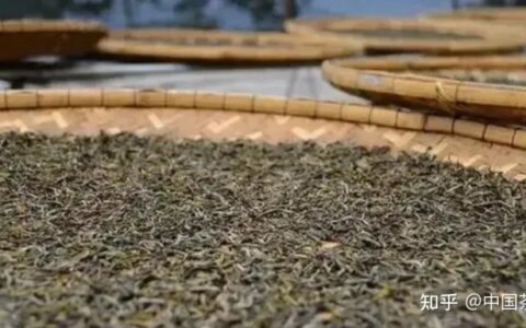 普洱生茶与熟茶，究竟有什么区别❓（普洱生茶与熟茶,究竟有什么区别）