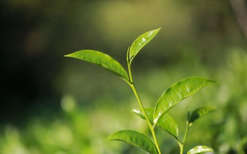 生茶和熟茶到底有什么区别？（生茶和熟茶的区别是什么?）