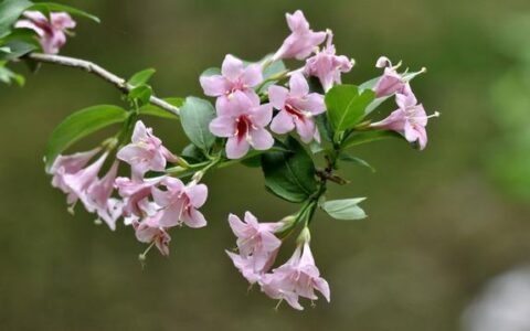 双子座的内心世界，你了解多少？-双子座的心思