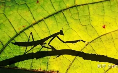 二十四节气-芒种（24节气芒种课件）