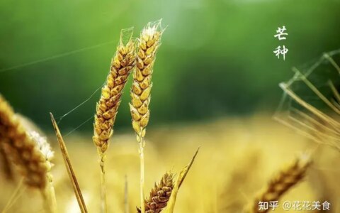 【二十四节气·芒种】泽草所生，种之芒种（泽草所生种之芒种怎么读拼音）