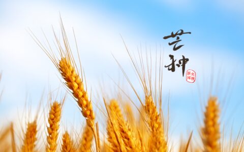 芒种丨这么忙，这么美（忙碌的芒种）