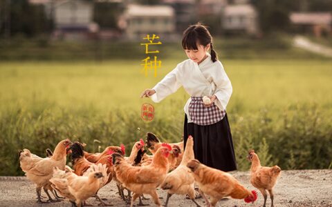 芒种丨愿你的忙，不慌不茫（愿你忙中有闲）