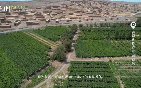 芒种忙种，结于丰盈，种于希望（芒种 播种希望）