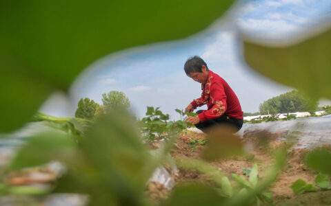 芒种 忙种（芒种芒种忙收忙种是什么季节）