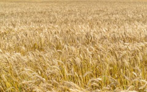 芒种节气的寓意和传统（芒种节气的含义及其特点是什么）