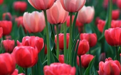 郁金香花语和寓意-郁金香花语文案