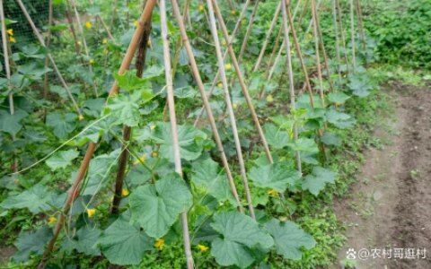 芒种后适合种植哪种蔬菜？这几种不要错过了，收成一茬接一茬（芒种后适合种什么蔬菜）