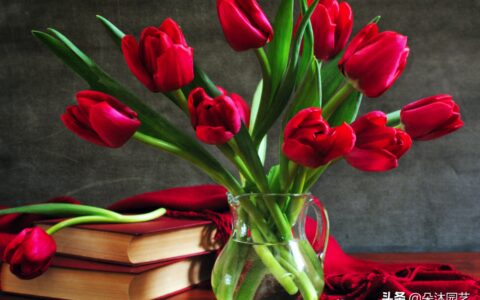 花艺科普 | 不同颜色郁金香的花语和寓意-各种颜色的郁金香花语