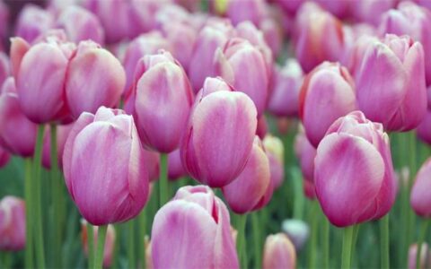 有7种郁金香的花语，平时大多数人都不清楚，关键时候学习下-郁金香花语代表什么花语