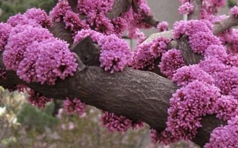 紫荆花的花语和寓意是什么？考拉园艺网带你了解紫荆花-紫荆花语是什么意思
