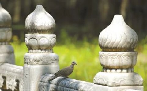 在“二十四节气”里读懂中国丨芒种：谷物之芒，生命之光（二十四节气芒种的来历）