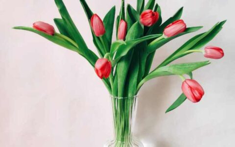 花加——爱情的代言人郁金香有哪些花语和故事-郁金香花语短句