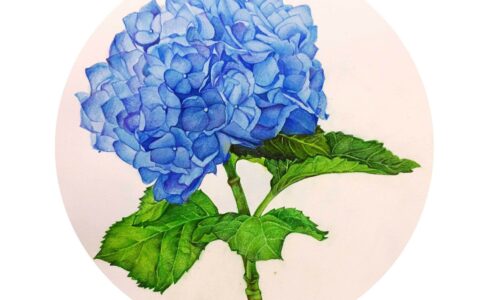 绣球花的花语和带给我们的寓意是什么？-绣球花的花语是什么?