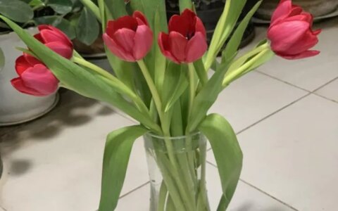 花加——郁金香的传说及各色花语-郁金香和什么花搭配好看图