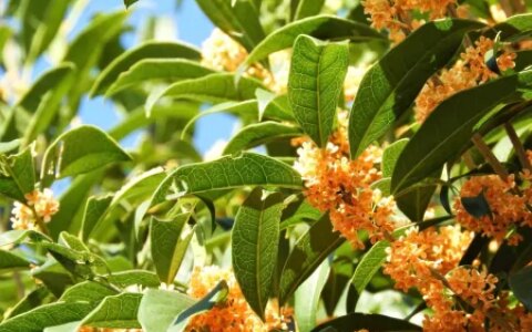 花香醉人！教你用桂花酒酿做微醺奶茶（桂花酒酿奶茶配方）