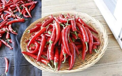 小提示：吃辣椒健胃消食，改善气血，可有两物相冲要清楚明白（吃辣椒对胃有什么坏处）